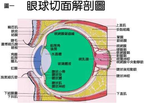 眼形狀|眼睛的構造結構名稱詳細說明